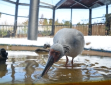 トキの森公園